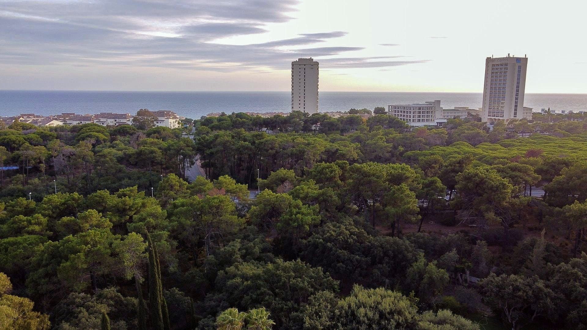 View over the pine forest to the sea